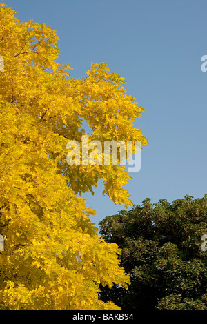 Leuchtend gelbe Feder Laub von Robinia Pseudoacacia False Acacia Frisia vor blauem Himmel Stockfoto