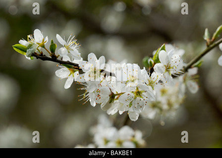 Schwarzdorn Prunus spinosa blüht im Frühling Wales, Großbritannien. Stockfoto