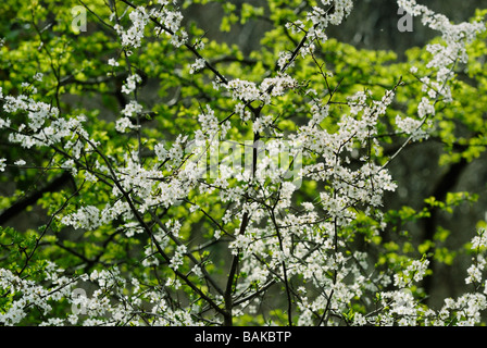 Schlehdorn Prunus spinosa blüht im Frühling im Sonnenschein, Wales, Großbritannien, gegen das Grün der neuen Weißdornblätter. Stockfoto