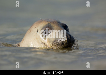 Seehunde, Phoca Vitulina, Schwimmen in der Ythan Mündung in der Nähe von Aberdeen. Stockfoto