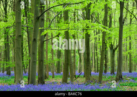 Wald in der Nähe von Saffron Walden Essex England UK Stockfoto