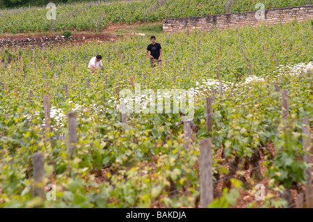 Bodenbearbeitung im Weinberg le Montrachet Puligny-Montrachet Côte de Beaune Burgund Frankreich Stockfoto