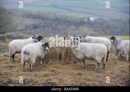 Schaf mit schwarzem Gesicht, das aus einem runden Zubringer isst Stockfoto