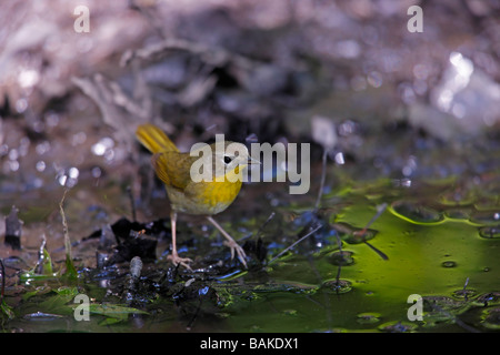 Gemeinsamen Yellowthroat Geothlypis Trichas Trichas Frühjahr Migranten weiblich Stockfoto