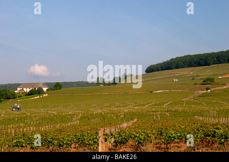 Weinberg Corton Hügel Aloxe-Corton Côte de Beaune Burgund Frankreich Stockfoto