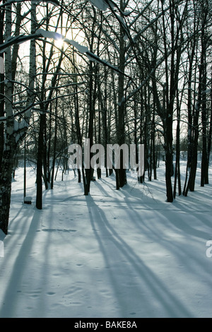 Sonne scheint durch Bäume und wirft Schatten auf Schnee Stockfoto