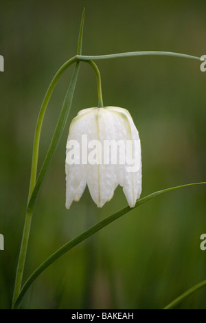 Weiße Schlangen-Kopf Fritillary (Fritillaria Meleagris) Blüte in eine Wildblumenwiese Yorkshire im April. Stockfoto