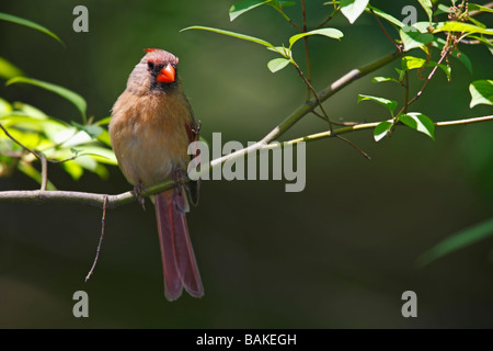 Nördlichen Kardinal Cardinalis Cardinalis Cardinalis Weibchen sitzt auf einem Ast Stockfoto