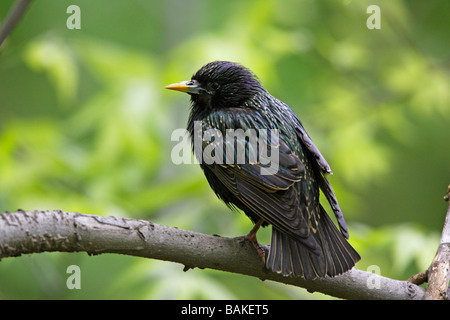 European Starling Sturnus Vulgaris vulgaris Stockfoto