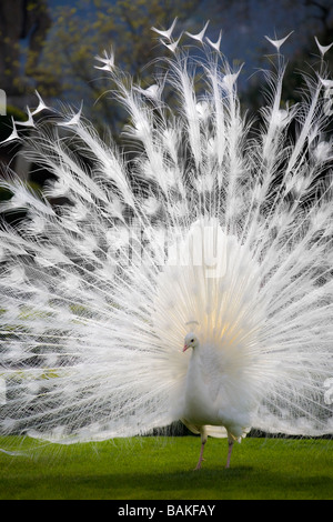Eine männliche Albino Pfau (Pavo Cristatus) Verbreitung Schwanzspitze (Italien). Paon Bleu (Pavo Cristatus) Leucistique Mâle Faisant la Roue. Stockfoto