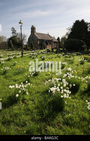 Narzissen in St. Johannes der Täufer Kirche in Adel, Leeds, England, Großbritannien Stockfoto
