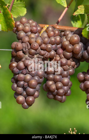 Traube Bündel angegriffen Graufäule Pinot Gris Dom g Humbrecht Pfaffenheim Elsass Frankreich Stockfoto