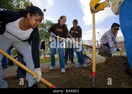 Baumpflanzung in Highland Park, Los Angeles, Kalifornien, USA Stockfoto