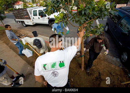 Baumpflanzung in Highland Park, Los Angeles, Kalifornien, USA Stockfoto