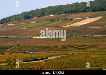 Weinberg Corton Hügel Aloxe-Corton Côte de Beaune Burgund Frankreich Stockfoto