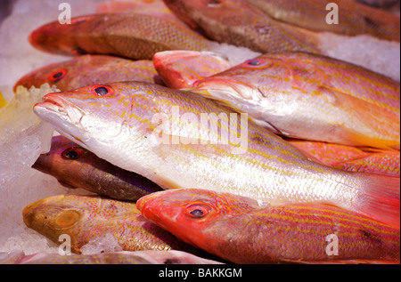 Nahaufnahme von frisch, Iced Fisch auf dem Display an einem Fischmarkt Stockfoto