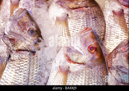 Nahaufnahme von frisch, Iced Fisch auf dem Display an einem Fischmarkt Stockfoto