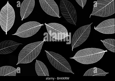 Skelett Blätter Muster. Schwarz und Weiß Stockfoto