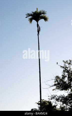 Die hohe dünnere Areca Palme (Areca Catechu) ist die Quelle der Areca-Nuss, der in ein Betelblatt Paan machen umwickelt ist. Stockfoto