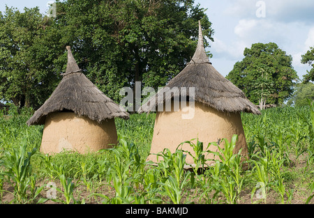 Burkina Faso, Poni Provinz Obiri Dorf der Lobi Gruppe in der Nähe von Loropeni, Hirse Kornkammer Gan ethnische Gruppe in einem Feld von Hirse Stockfoto