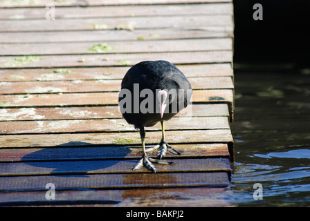 Eurasische Blässhuhn Fulica Atra zu Fuß am Steg Stockfoto