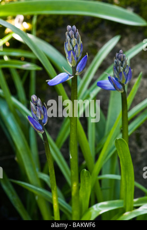 Hyacinthoides Hispanica, Spanisch Bluebell, Nahaufnahme detaillierte Schuss Stockfoto