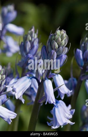 Hyacinthoides Hispanica, Spanisch Bluebell, Nahaufnahme detaillierte Schuss Stockfoto