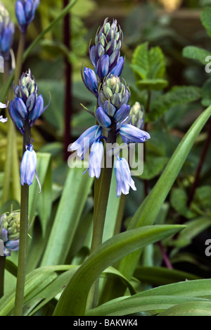 Hyacinthoides Hispanica, Spanisch Bluebell, Nahaufnahme detaillierte Schuss Stockfoto