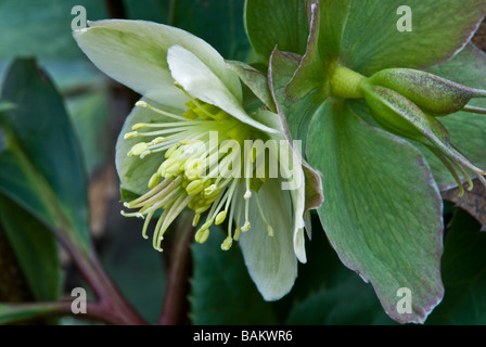 Christrose Helleborus (Butterblume), Fastenzeit Rose. Stockfoto