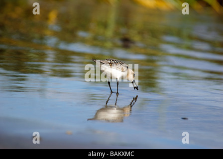 Sanderling Calidris Alba ernähren sich von Garnelen an einer Küste Stockfoto