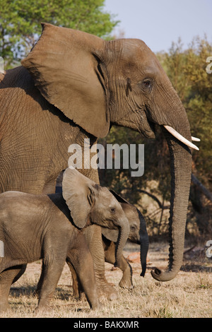 Afrikanischer Elefant Loxodonta Africana junge Kälber mit Mutter Südafrika Dist Sub-Sahara-Afrika Stockfoto