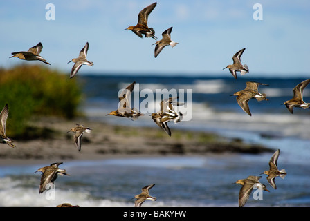 Eine gemischte Herde von Watvögel im Flug Stockfoto