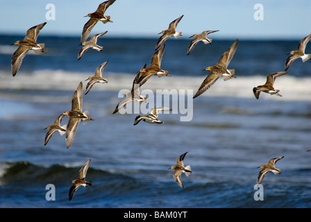 Eine gemischte Herde von Watvögel im Flug Stockfoto