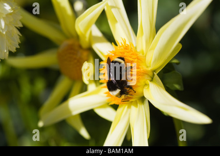 Biene auf einer Blume Dahlie Stockfoto