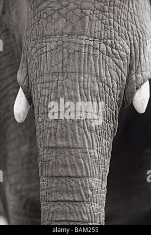 Nahaufnahme von einem Elefanten-Stamm Stockfoto