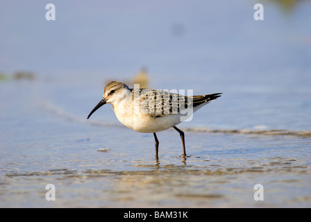 Juvenile Brachvogel Strandläufer Calidris Ferruginea Fütterung am Ufer des Meeres Stockfoto