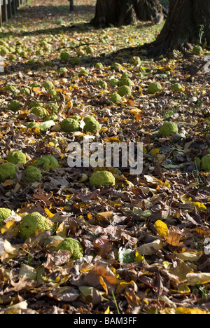 Osage Orange Maclura Pomifera (Raf). Schneidegger Herbst Saison Baum Hoteltransfer Herbstsaison vertikale botanische Gartenbau Botanik Stockfoto