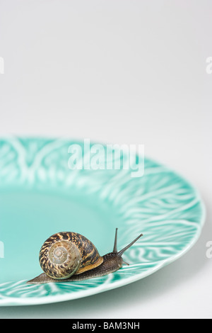 Eine Schnecke auf einer Platte Stockfoto