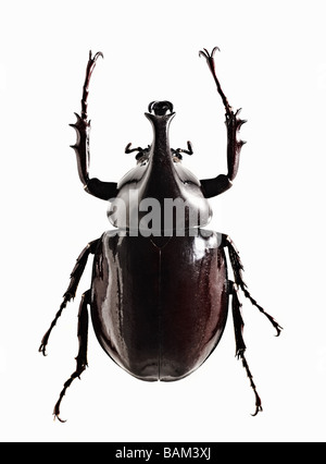 Eine glänzende schwarze Käfer