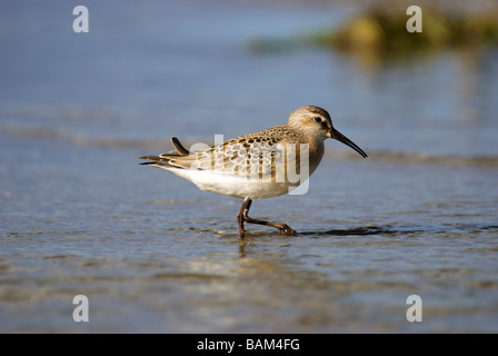 Juvenile Brachvogel Strandläufer Calidris Ferruginea Fütterung am Ufer des Meeres Stockfoto