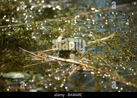 Frosch Stockfoto