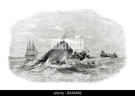Zerstörung von Backbord Boot von Ann Alexander von einem Pottwal in den Südpazifik Segel Segelboot Schiff Windwellen Stockfoto