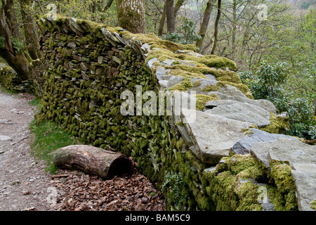 Moos bedeckt Steinmauer neben Pfad in der Nähe von Rydal, Lake District, Cumbria Stockfoto