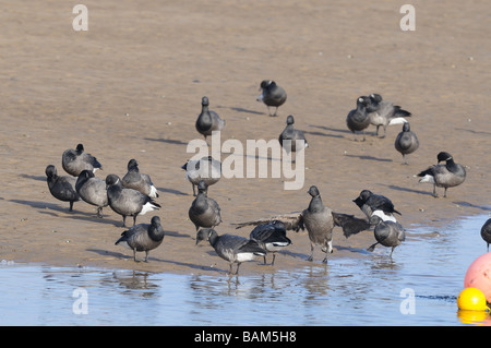 Ringelgänse Branta Bernicla Kleingruppe in Gezeiten Kanal Norfolk UK März Stockfoto