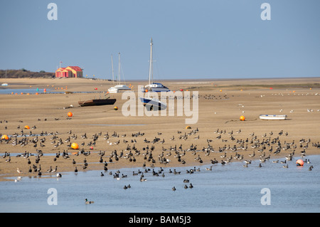 Ringelgänse Branta Bernicla Herde in Brunnen-Hafen-Mündung mit Vergnügen Handwerk und Lifeboat Station Norfolk UK März Stockfoto