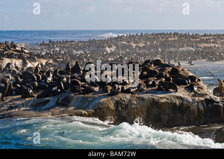 Cape Pelzrobben Arctocephalus percivali auf Duiker Island Hout Bay Western Cape Südafrika Stockfoto