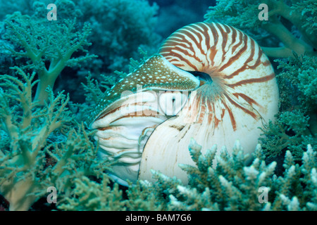 Chambered Nautilus Nautilus Belauensis pazifischen Mikronesien Palau Stockfoto