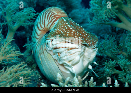 Chambered Nautilus Nautilus Belauensis pazifischen Mikronesien Palau Stockfoto