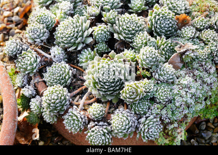 Semperviven in Töpfen mit Abdeckung der Frost im Januar Stockfoto