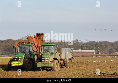 mechanisierten Zuckerrüben ernten mit rosa footed Gänse Fütterung in der Ferne Norfolk Uk Februar Stockfoto